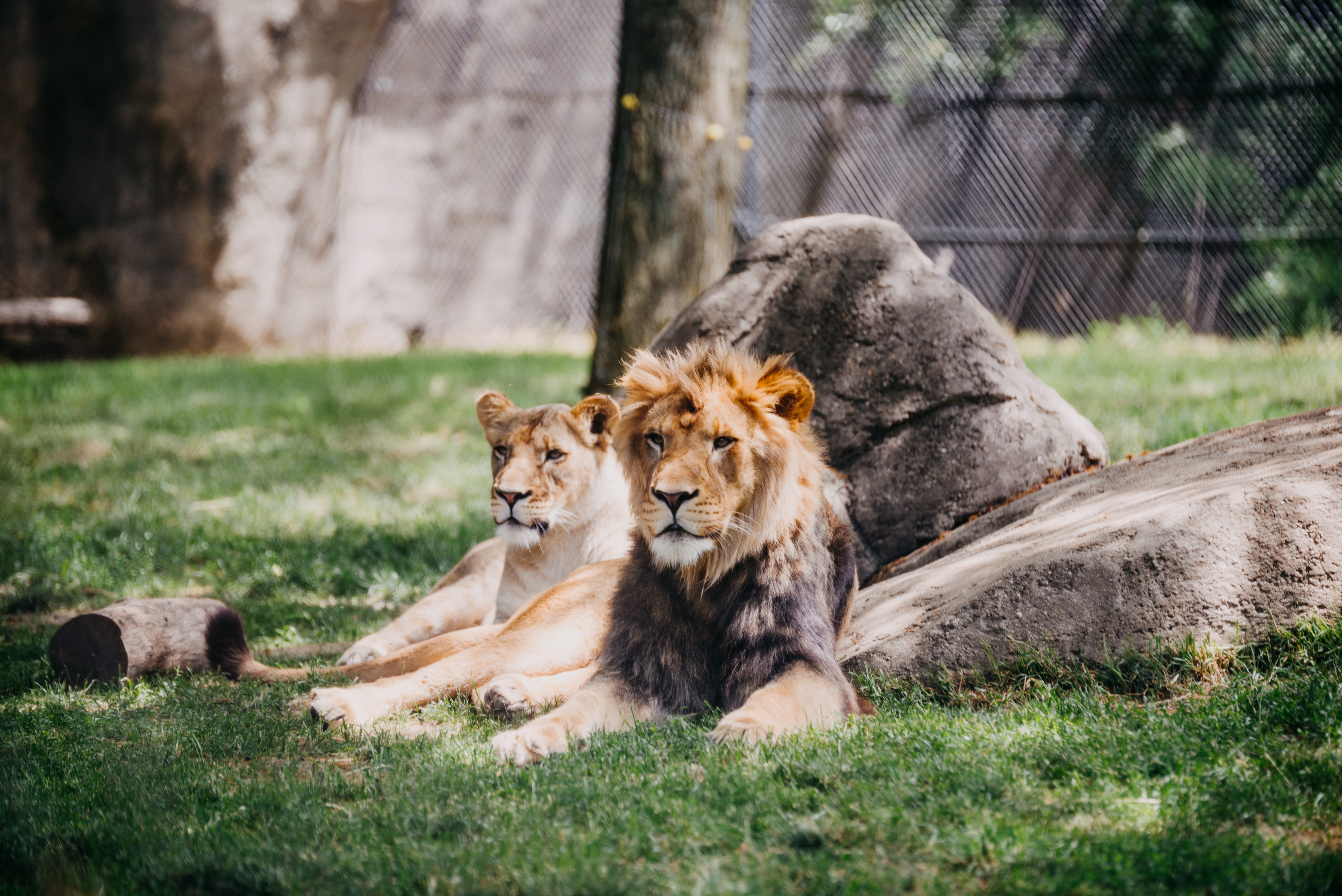 La savane
