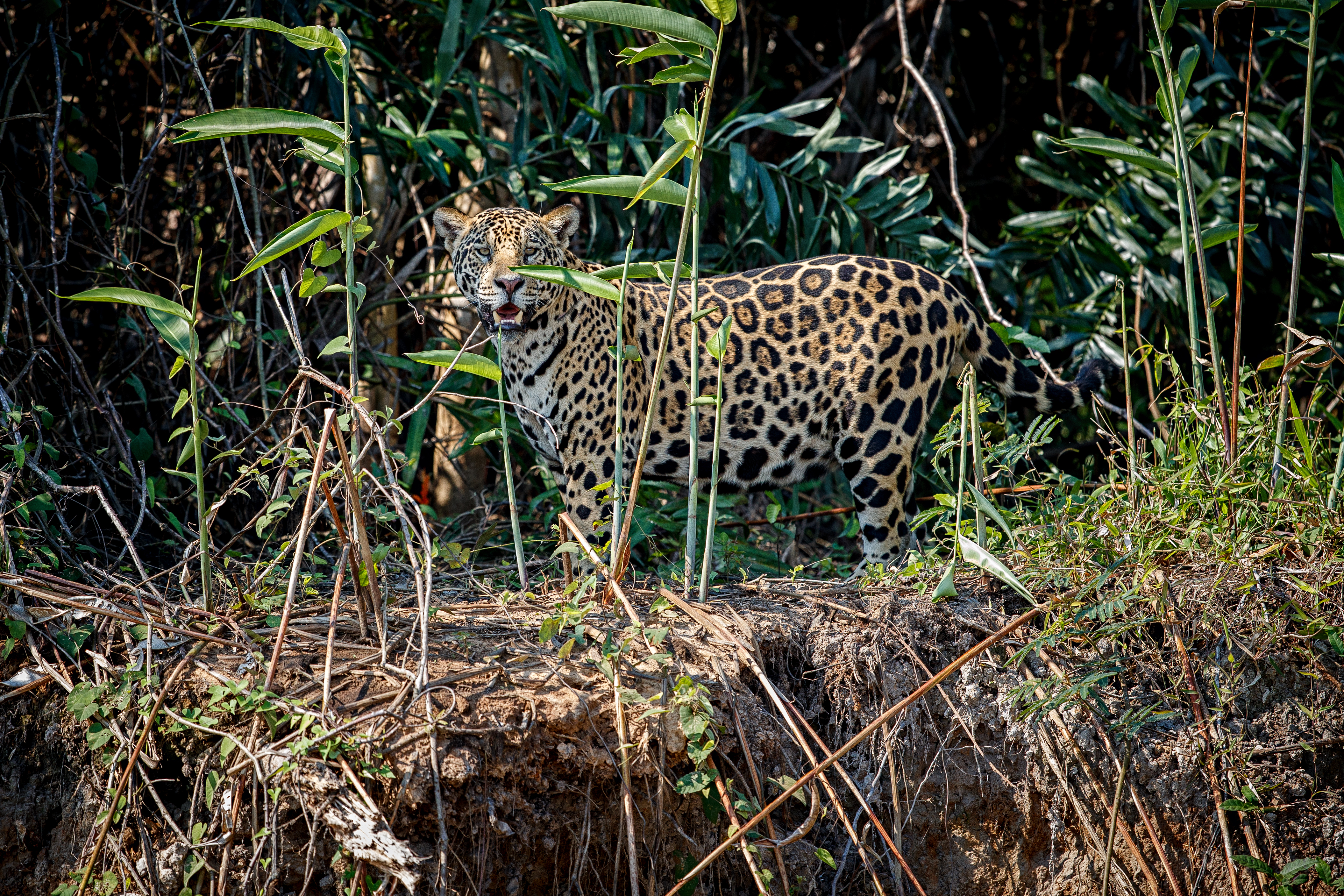 Image de Maya