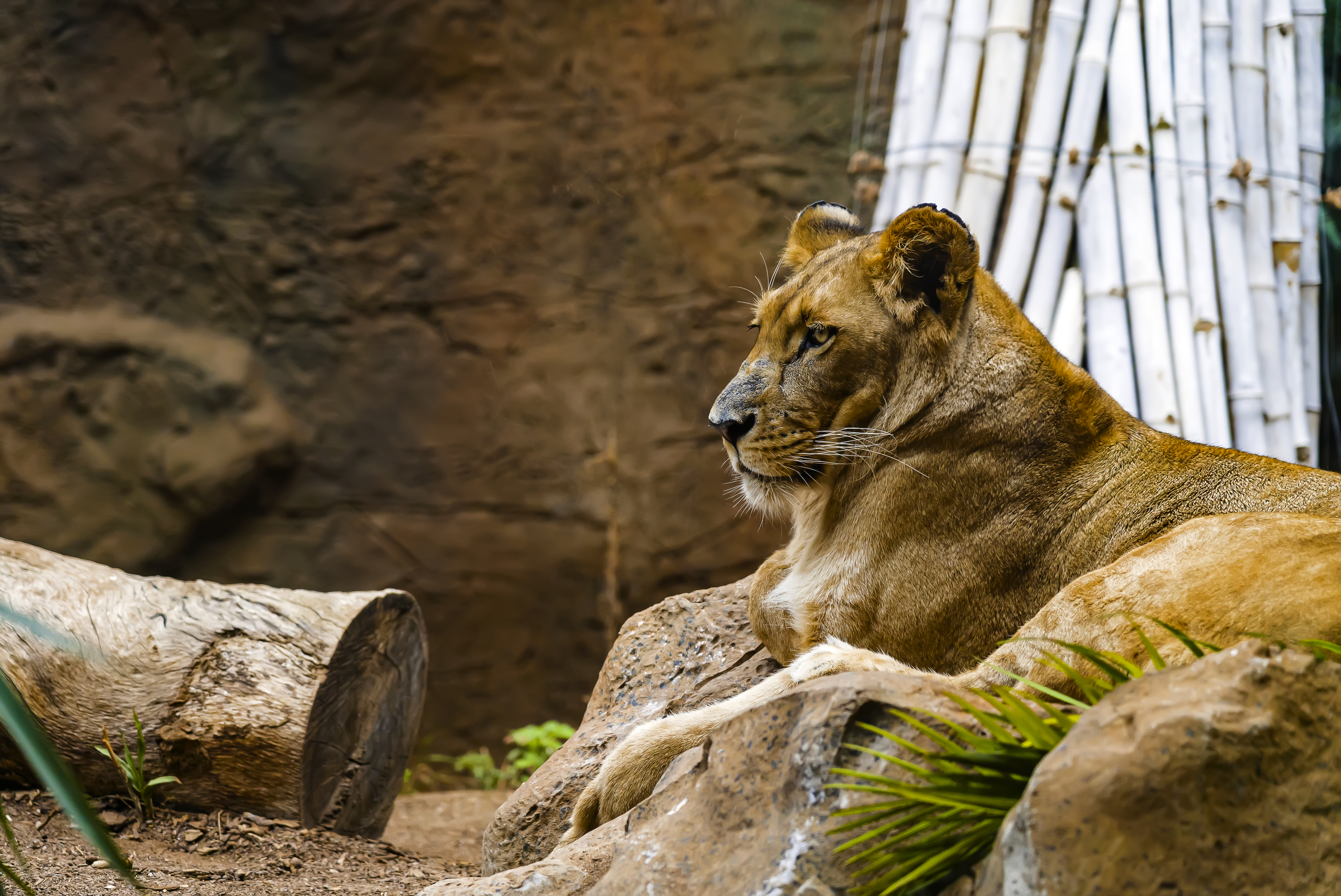 Image de Nala