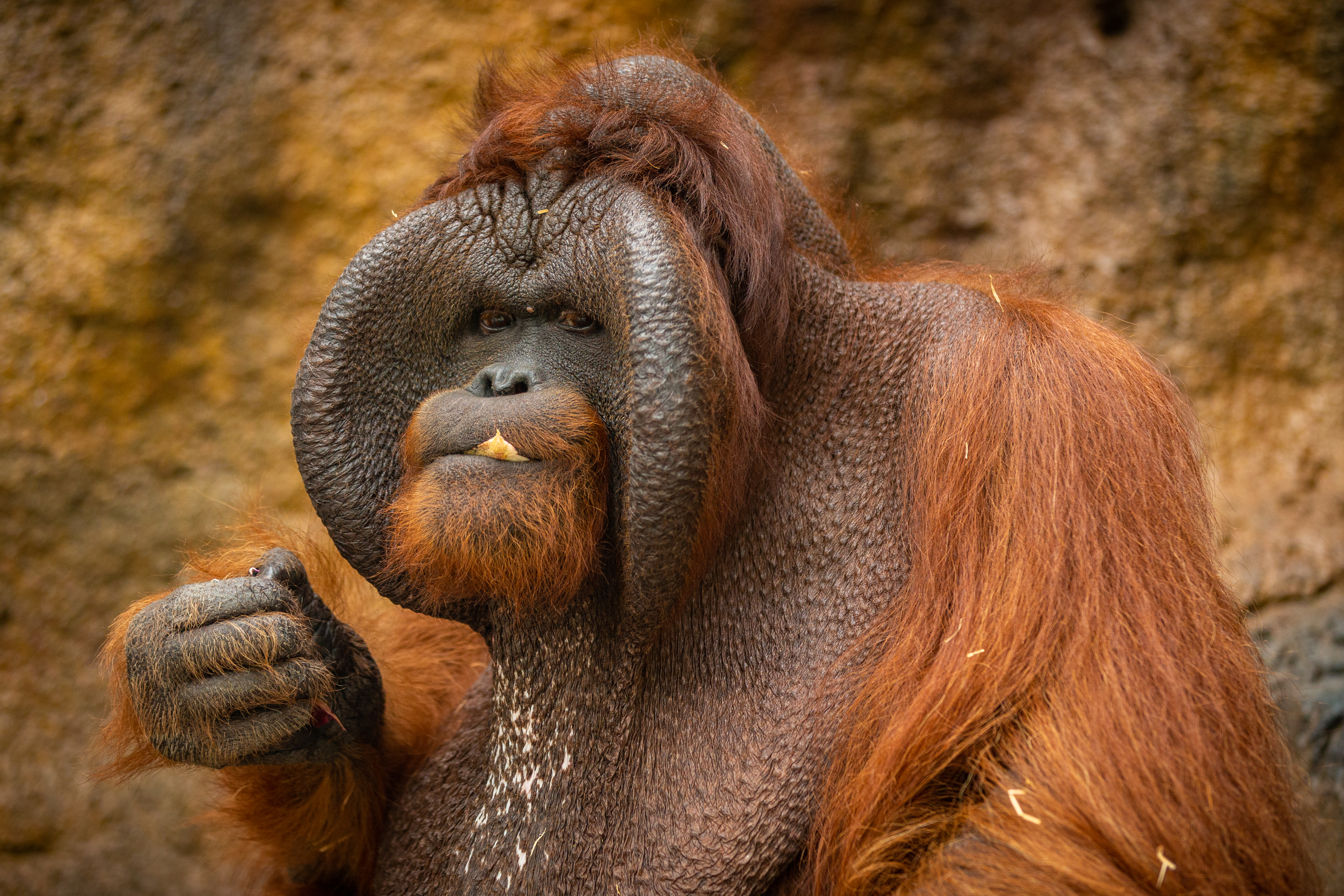 Image de Borneo