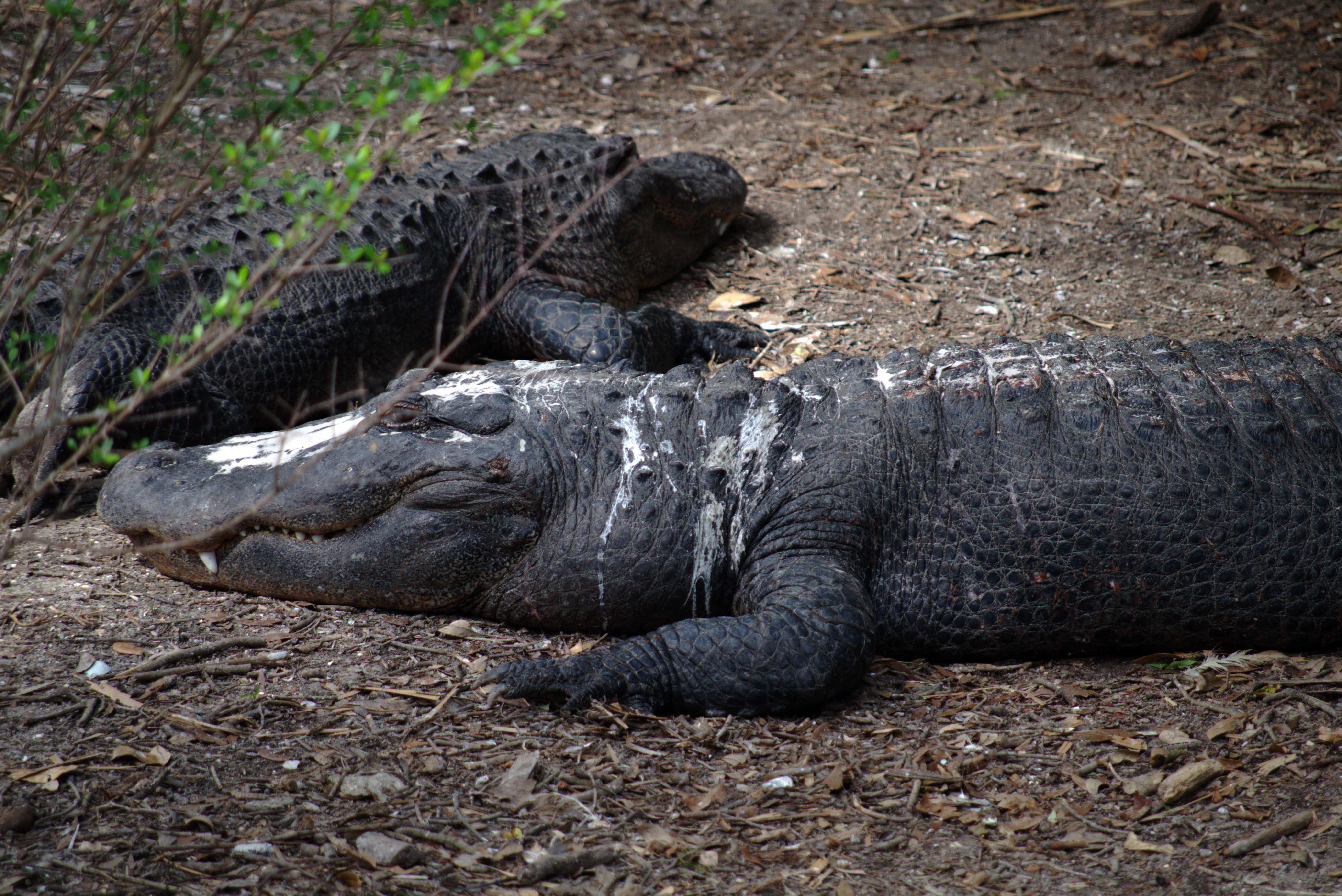 Image de Gator