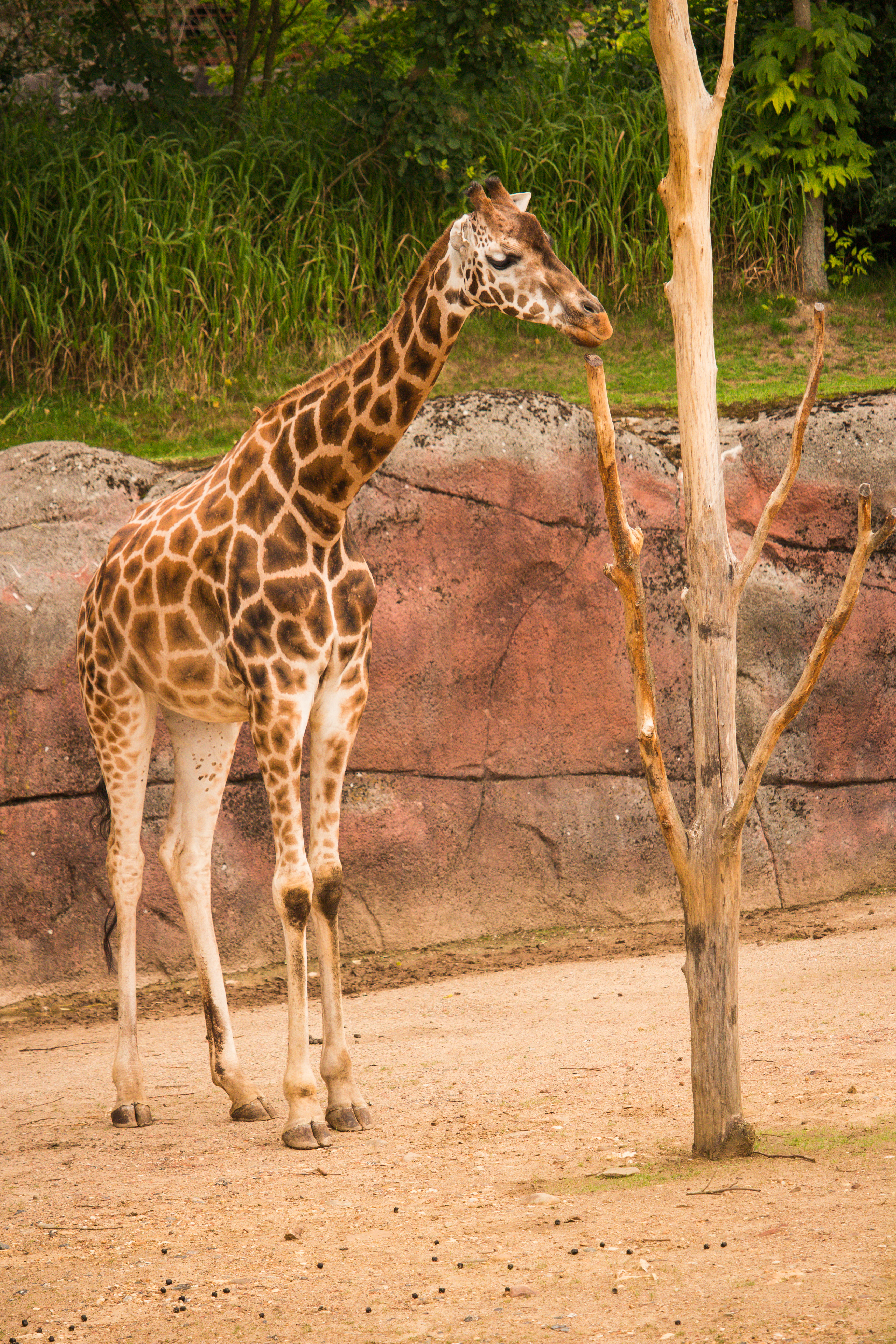Image de Savannah